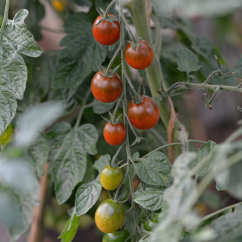 Cherry Tomato 'Bronzy'