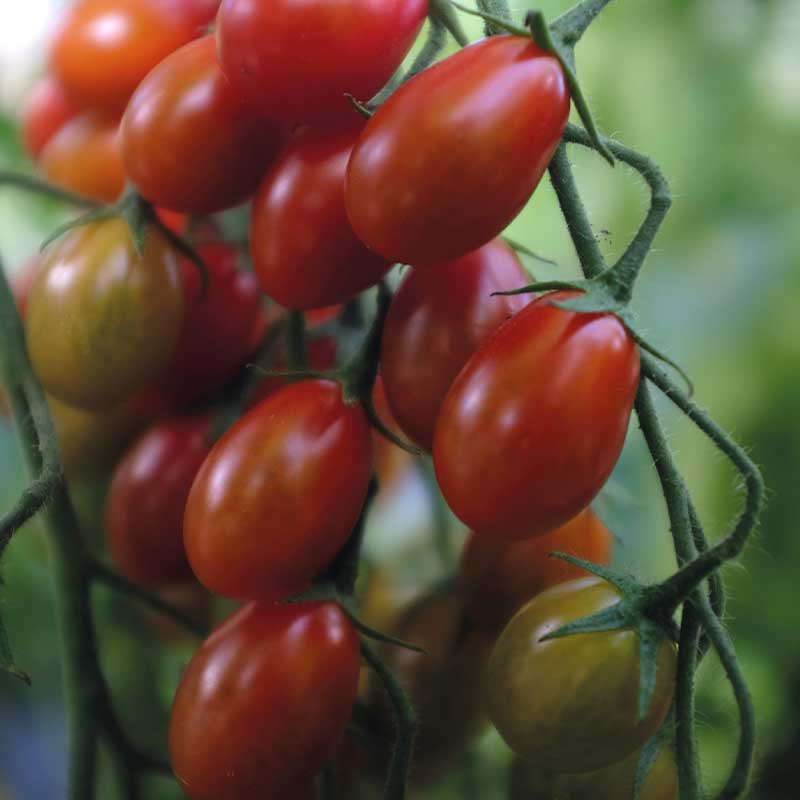 Tomato 'Petita'