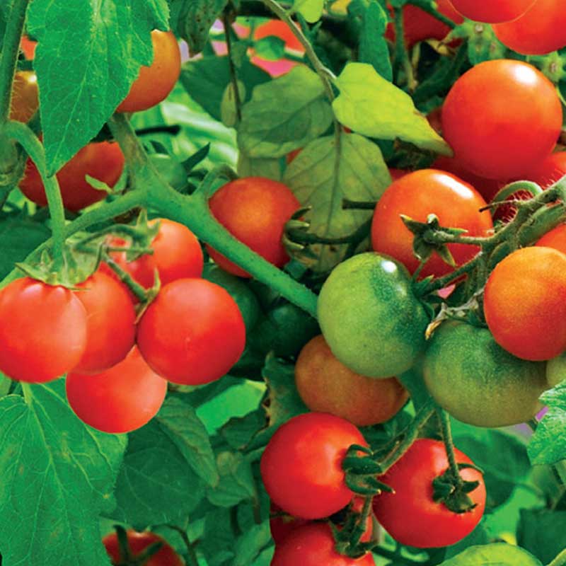 Cherry Tomato 'Tiny Tim'