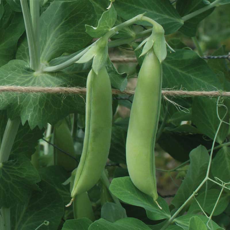 Brytsockerärt 'Nairobi'