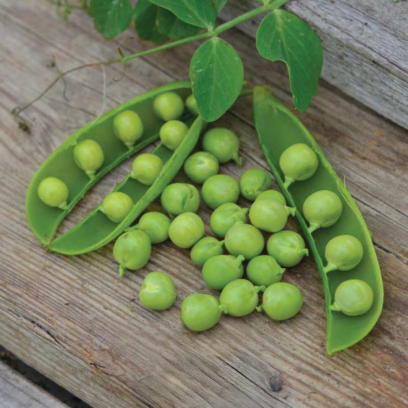 Shelling Pea 'Kelwedon Wonder' Organic
