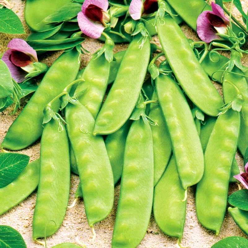 Snow Pea 'Grijze Roodbloeiende'