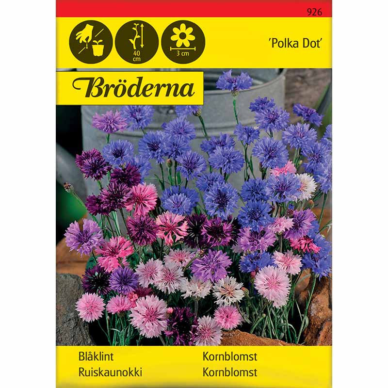 Cornflower 'Polka Dot'
