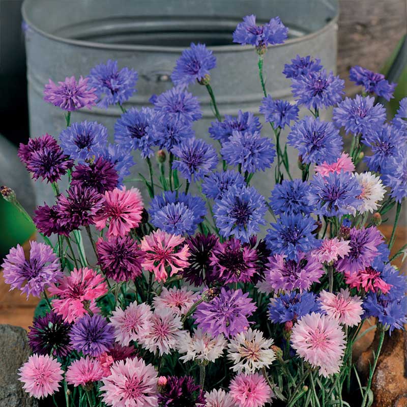 Cornflower 'Polka Dot'