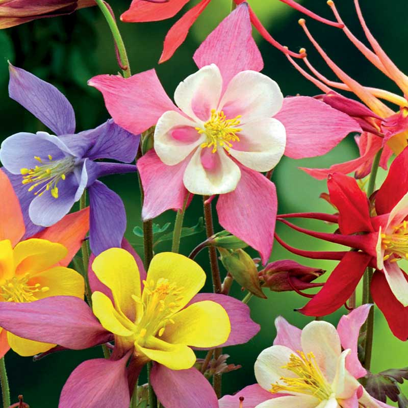 Columbine 'Mckana Giants'