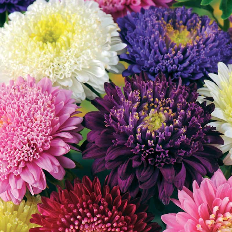 China aster 'Princess mix'