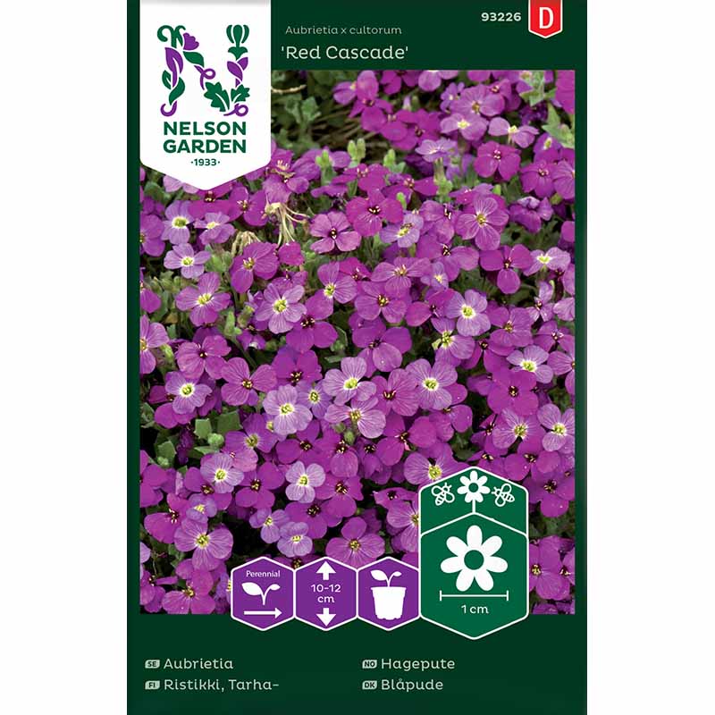 Aubrieta 'Red Cascade'