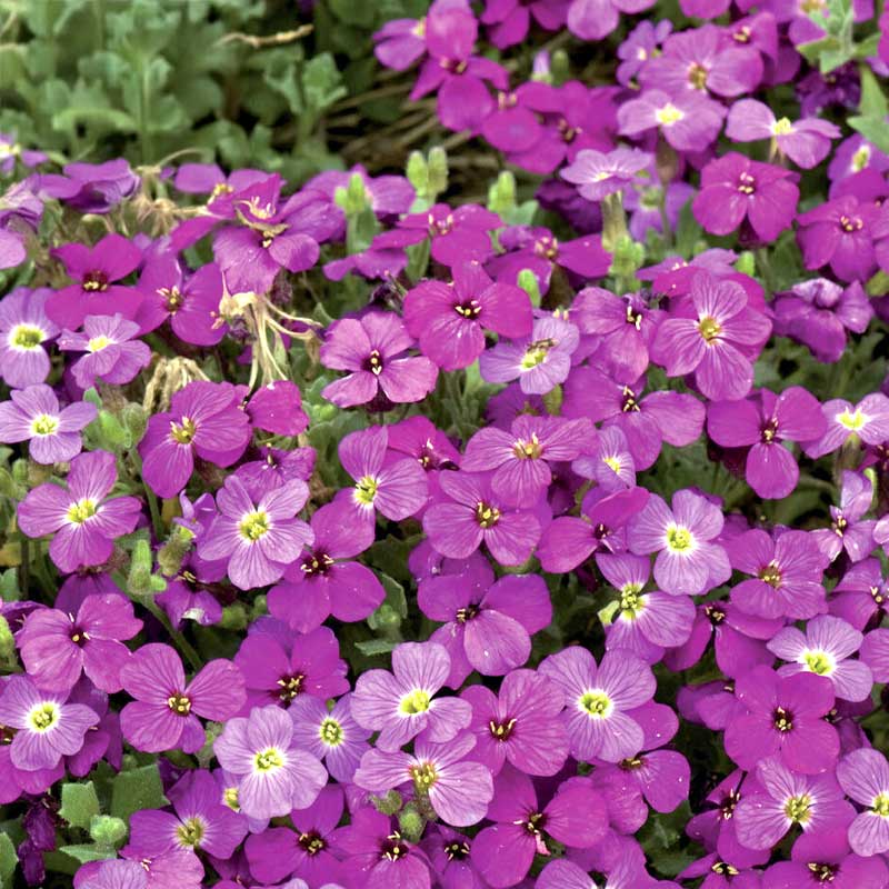 Aubrieta 'Red Cascade'