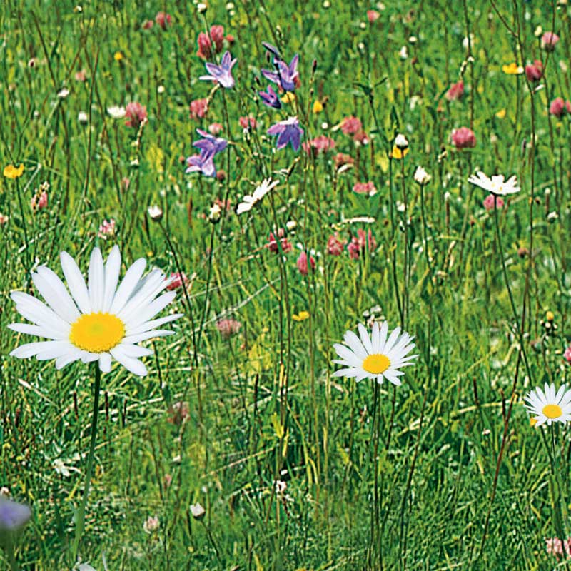 Meadow Flowers 'Nelson Mixture'