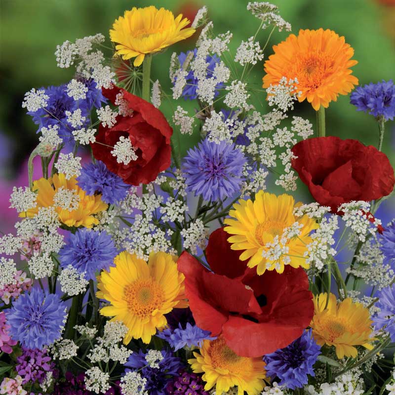 Summer Flower Mix 'Nelson Mixture'