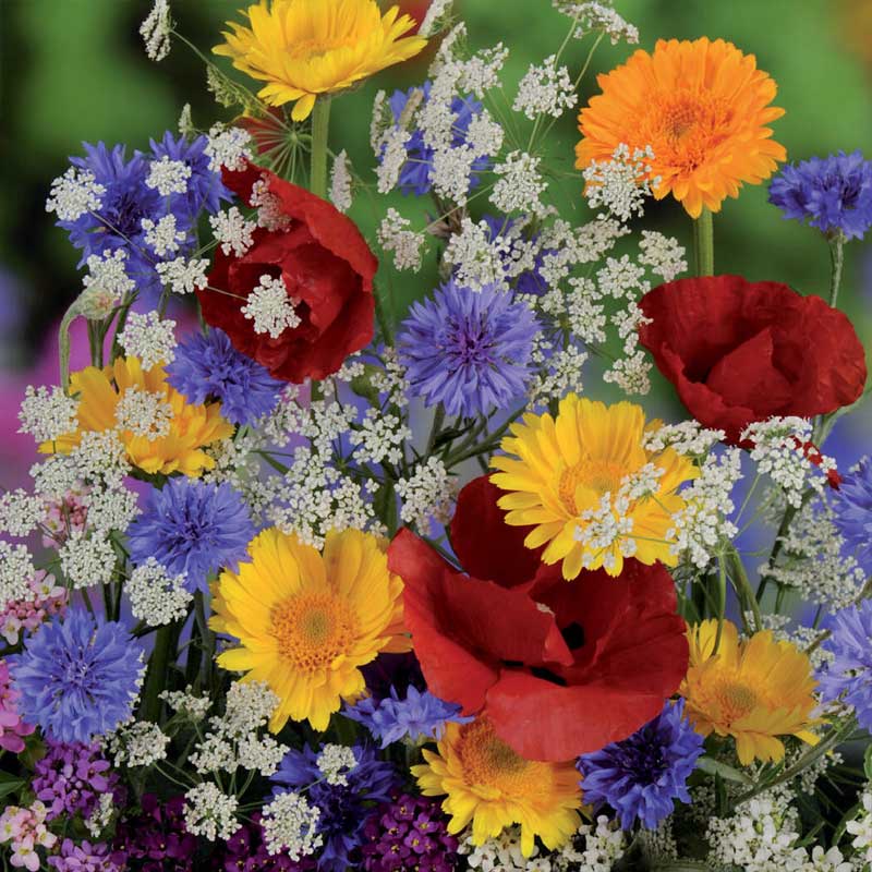 Summer Flower Mix 'Nelson Mixture'