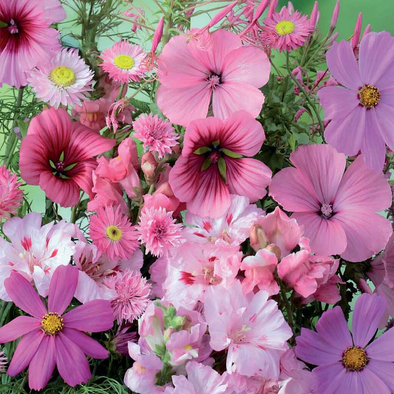 Summer Flower Mix 'Pink Shades'