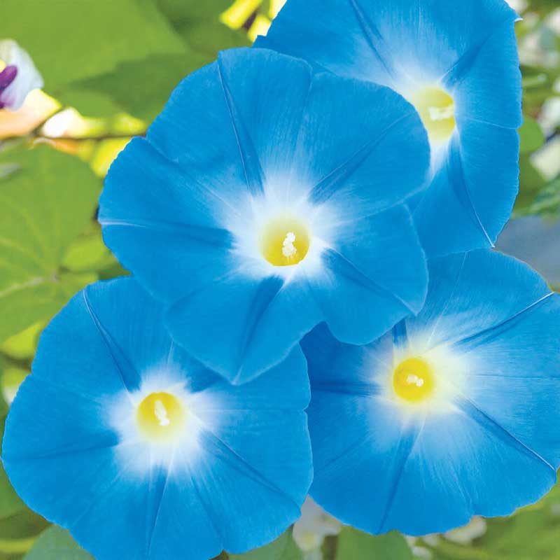 Morning glory 'Heavenly Blue'