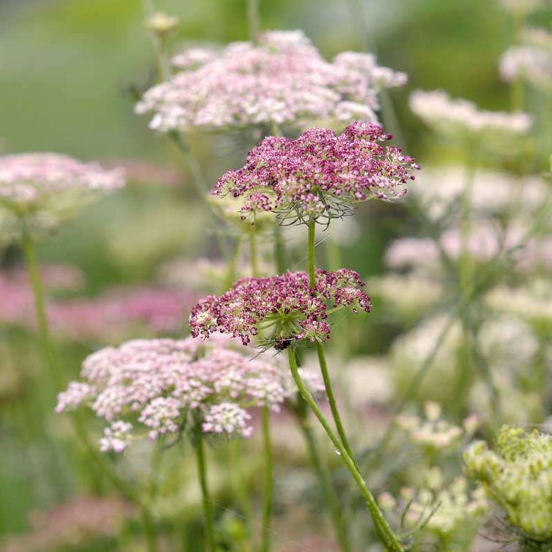 Flowering Carrot 'Dara'