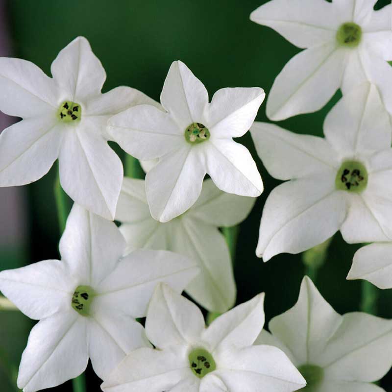 Large Flowering Tobacco 'Grandiflora'