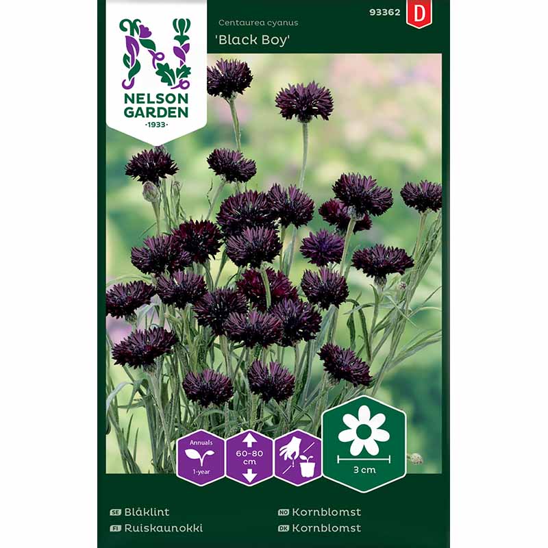 Cornflower 'Black Boy'