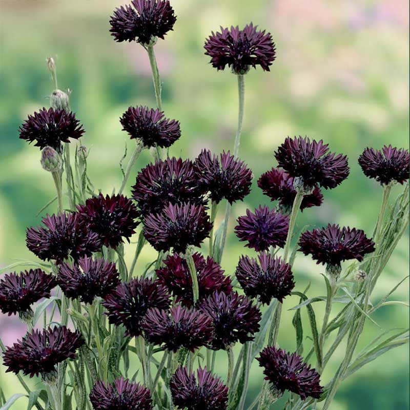 Cornflower 'Black Boy'