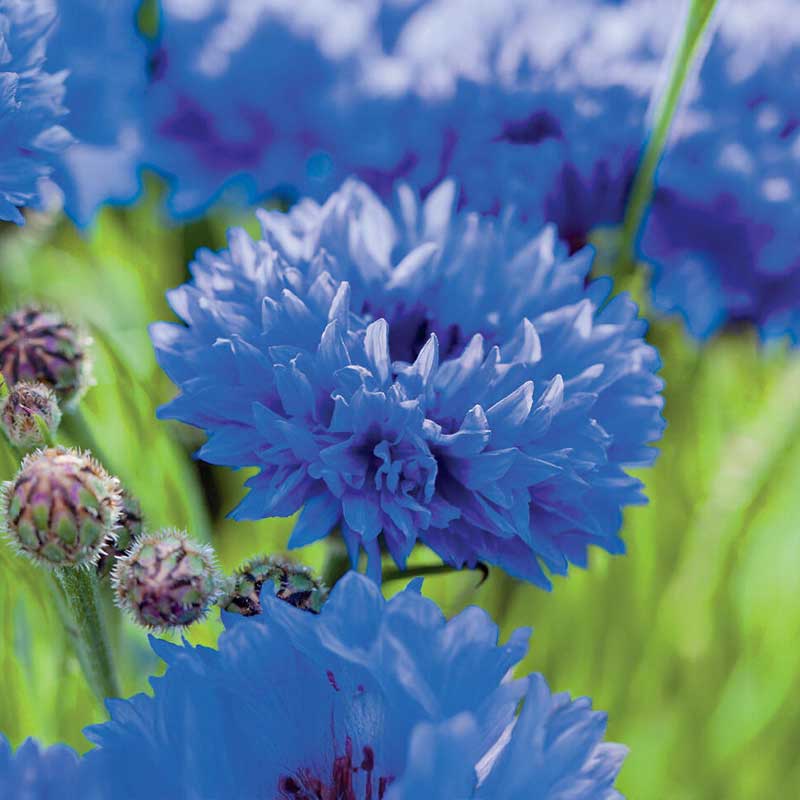 Tall Cornflower Organic
