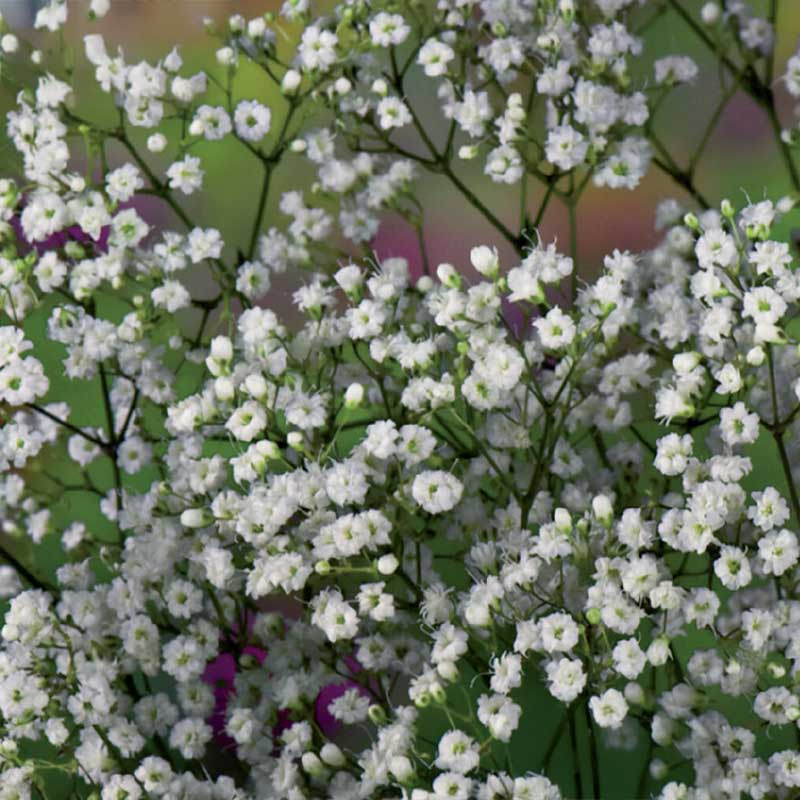 Baby's Breath