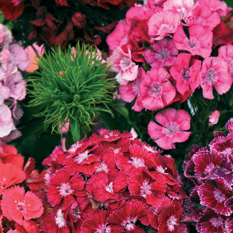 Sweet William 'Herald of Spring'
