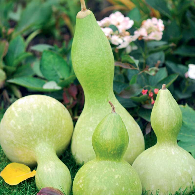 Bottle Gourd / Calabash