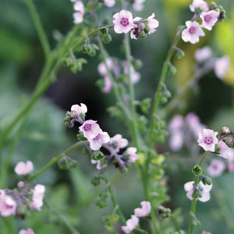Chinese Forget-me-not 'Mystery Rose'