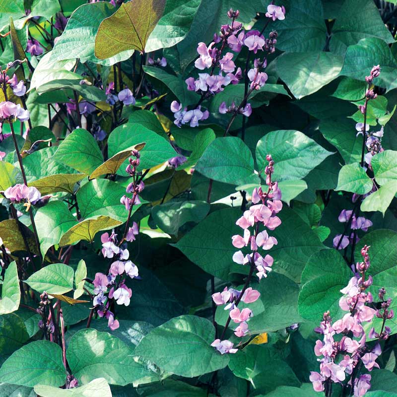 Hyacinth Bean