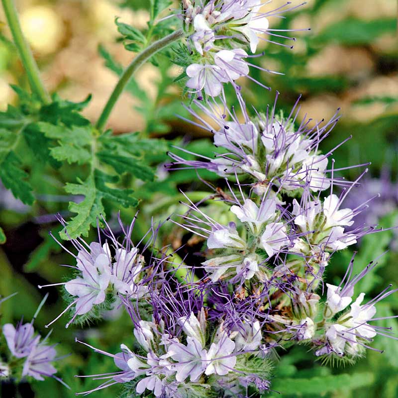 Phacelia blue Organic