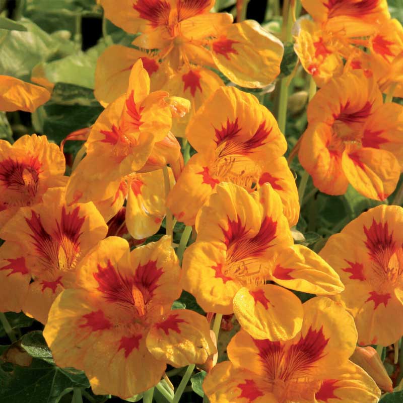 Climbing Nasturtium 'Yellow Troika'