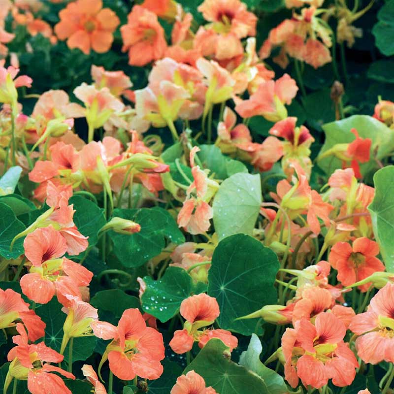 Dwarf nasturtium 'Salmon Baby'