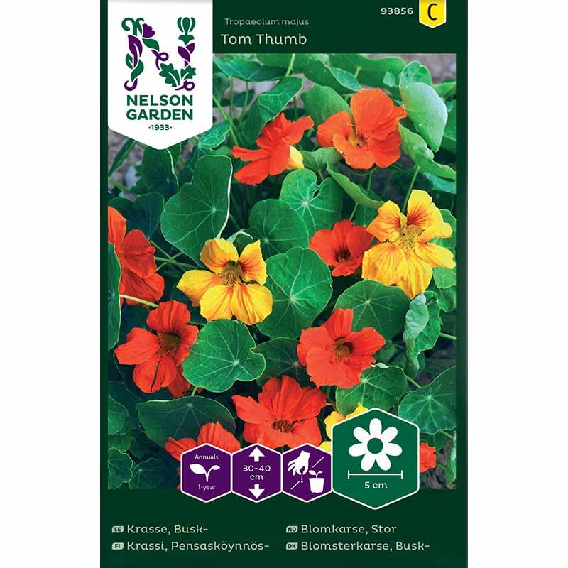 Dwarf nasturtium 'Tom Thumb'