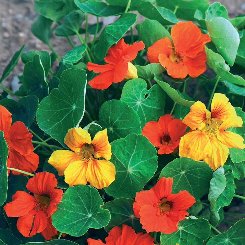 Dwarf nasturtium 'Tom Thumb'