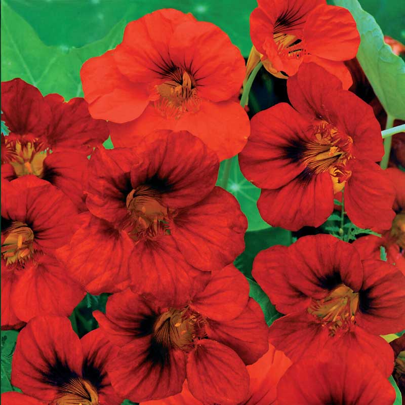 Dwarf nasturtium 'Whirlybird Mahogny'