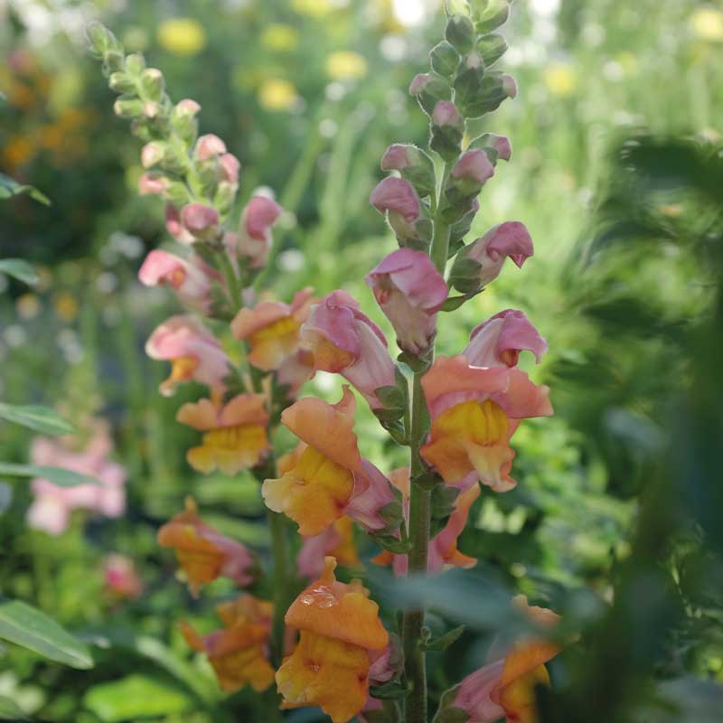 Snapdragon 'Opus Early Bronze' F1