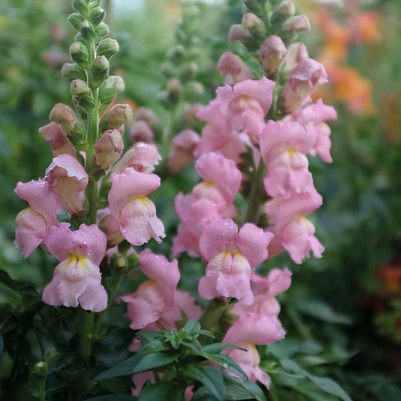 Snapdragon 'Opus Pink' F1