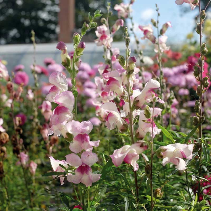 Snapdragon 'Lucky Lips'