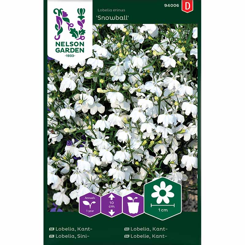 Edging lobelia 'Snowball'