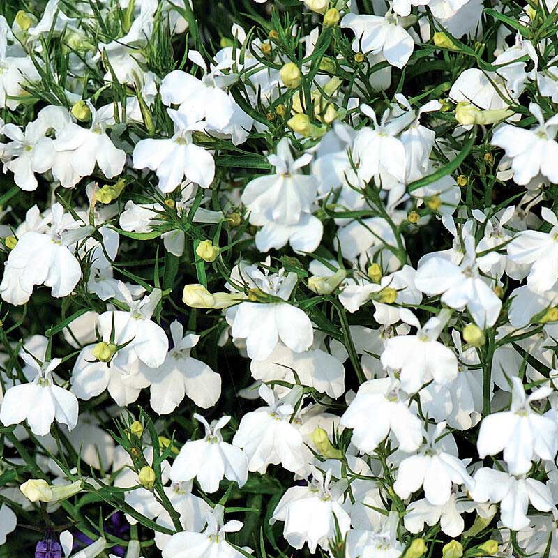 Edging lobelia 'Snowball'