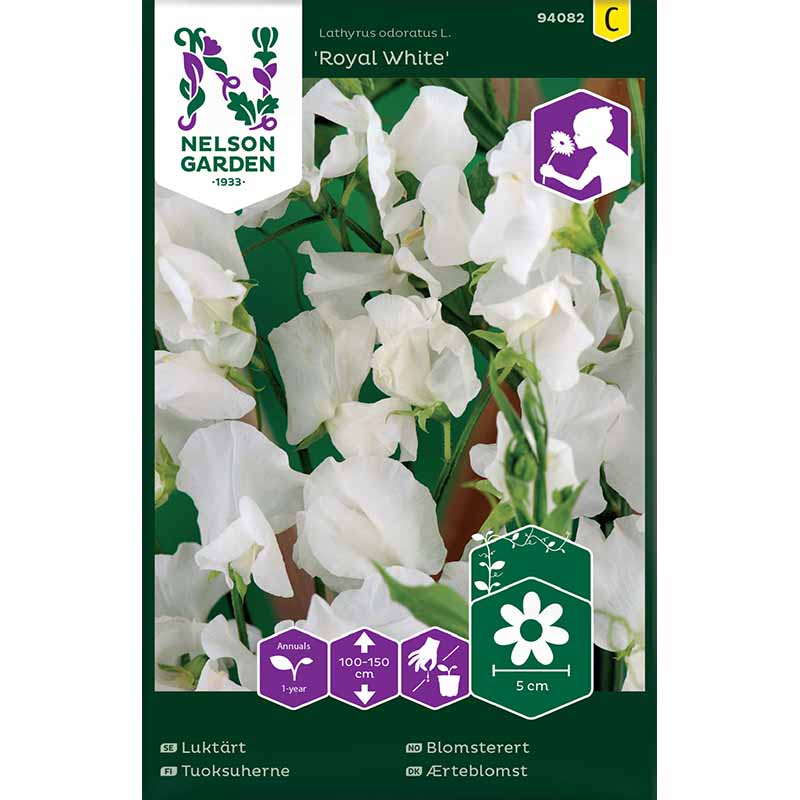 Sweet pea 'Royal White'