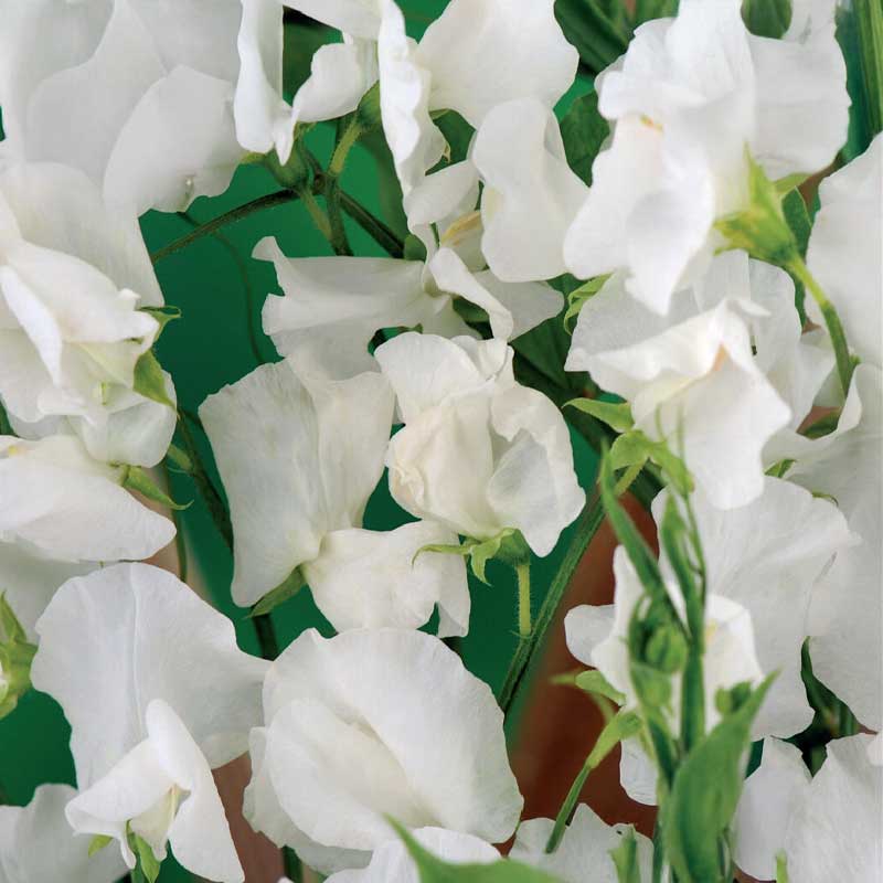 Sweet pea 'Royal White'