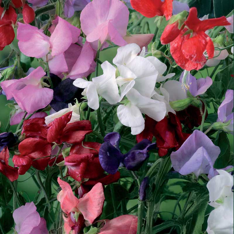 Sweet pea 'Royal Mix'