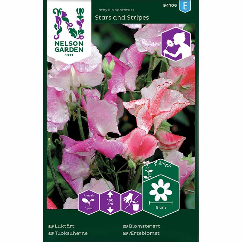 Sweet pea 'Stars and Stripes'