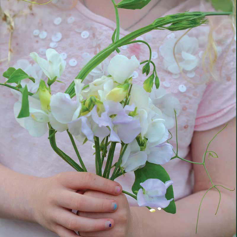 Sweet Pea 'Spencer Arthur Hellyer'