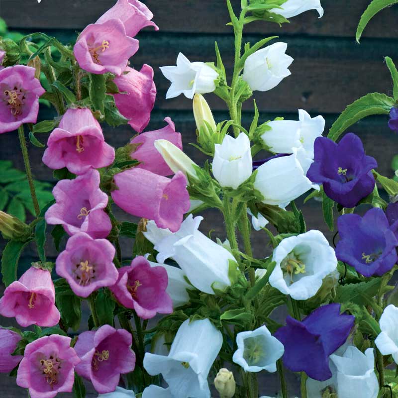 Canterbury Bells