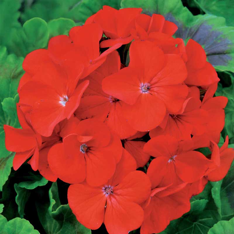 Geranium 'Inspire Scarlet' F1