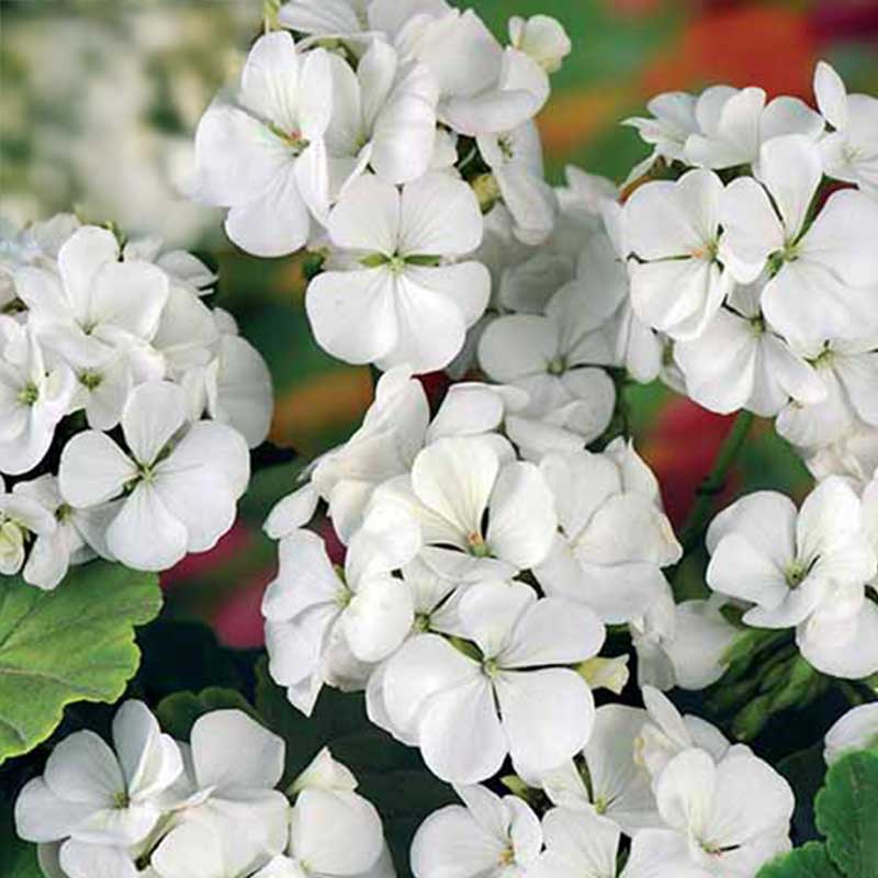 Geranium 'Inspire White' F1