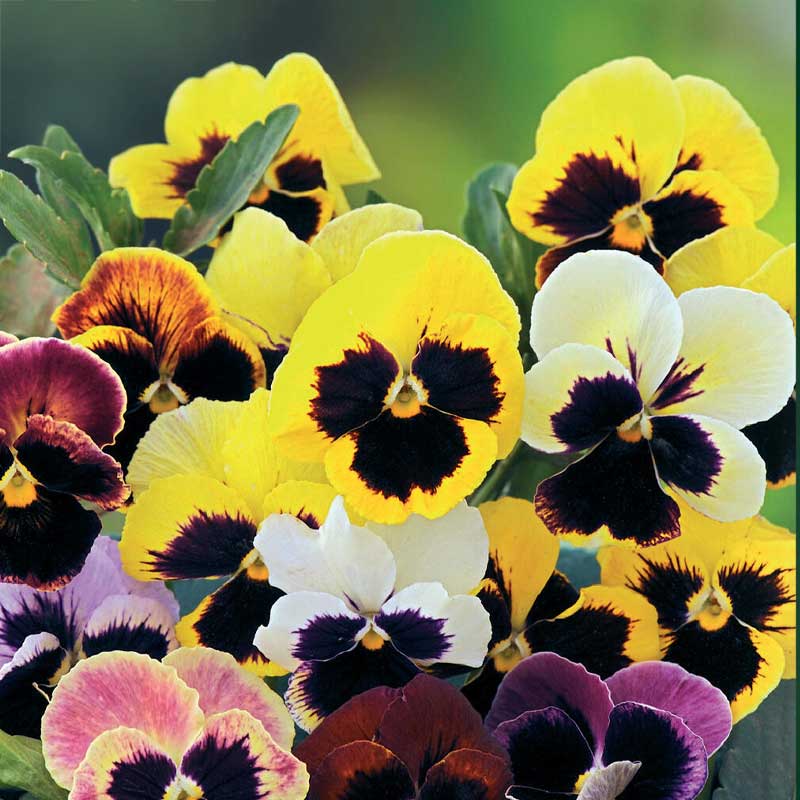 Pansy 'Hiemalis'