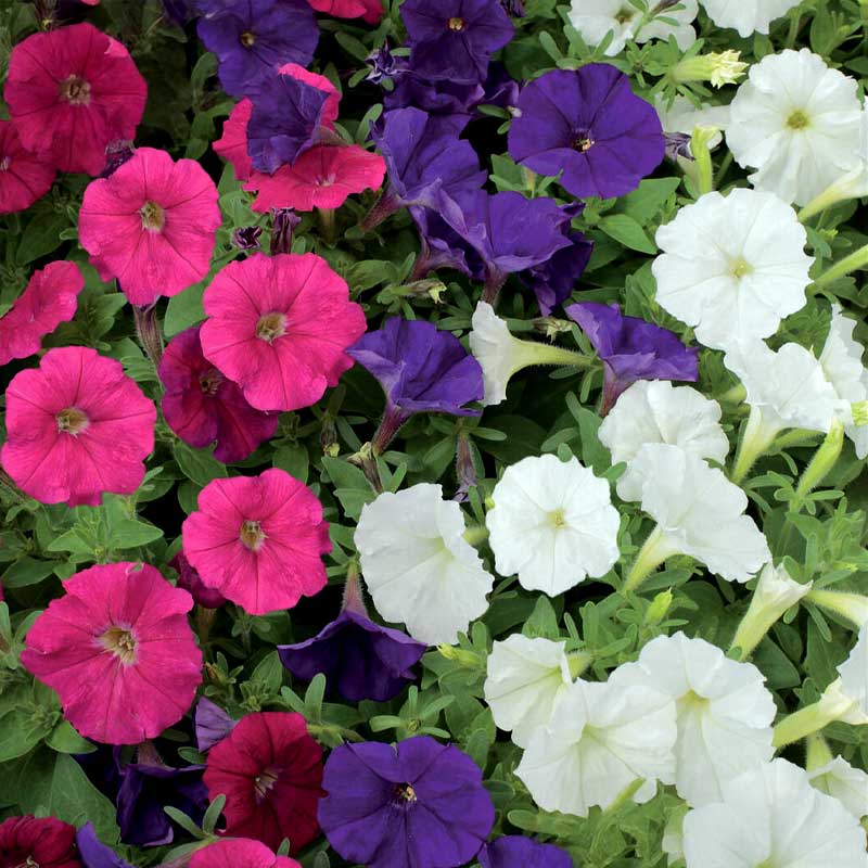 Petunia 'Picobella' F1
