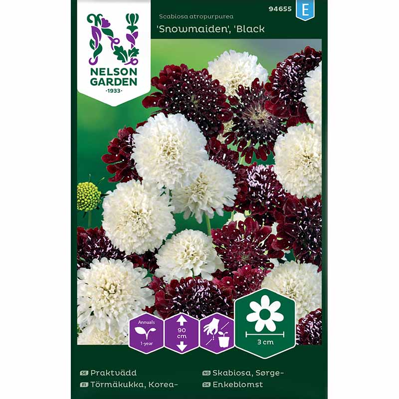 Sweet Scabious Snowmaiden, Black Knight