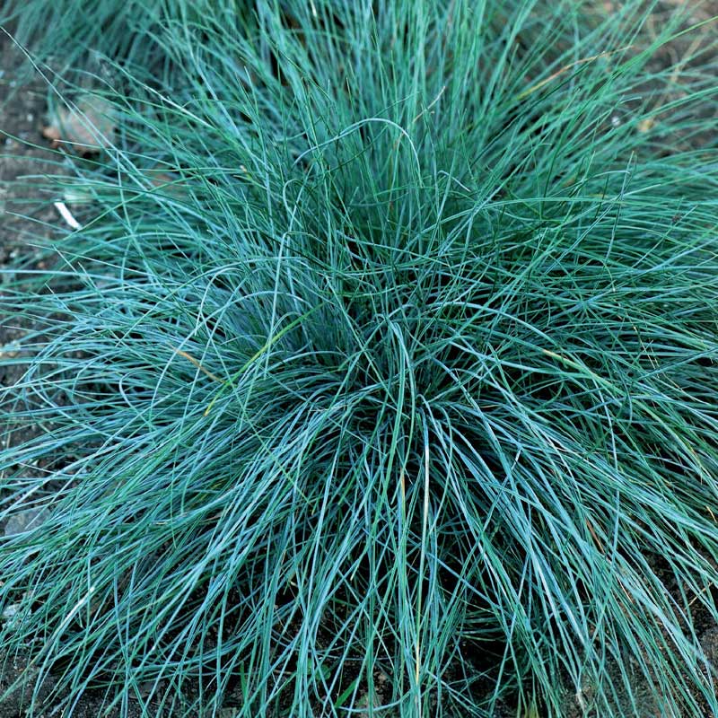 Ornamental Grass Blue Fescue